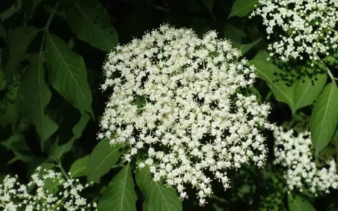 Holunderblüten im Garten: schön, aber die Nachteile sind, dass sie schnell wachsen und sich ausbreiten können.