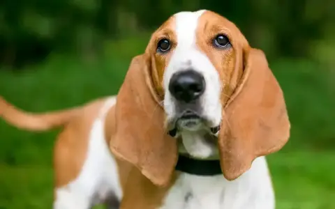 Basset Hound z długimi uszami na tle zieleni.
