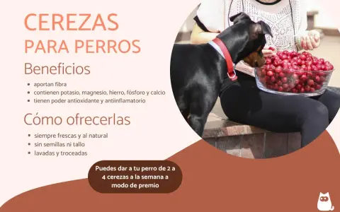 Un perro negro mira un tazón de cerezas. Los perros pueden comer cerezas sin semilla, un snack saludable.