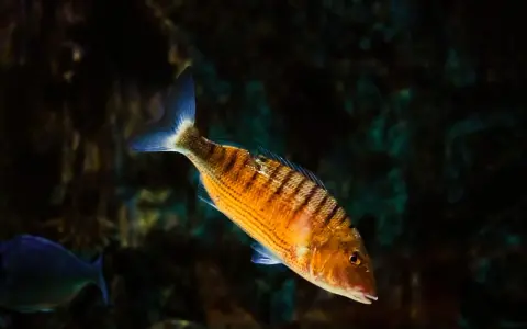 Pesce striato arancione, uno dei tanti essbar fische mittelmeer, nuota in acque scure.