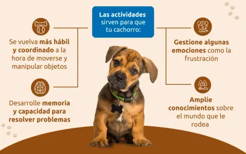 Cachorro adorable aprende con actividades: mejora coordinación, memoria, manejo de emociones y conocimiento del entorno.