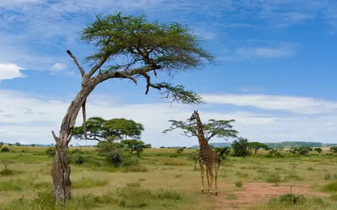 Żyrafa na tle sawanny Serengeti, pod rozłożystym drzewem akacjowym. W oddali widać inne zwierzęta.