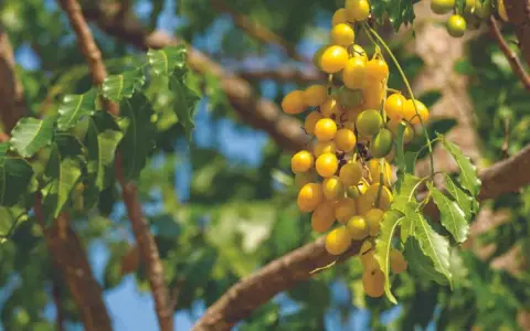 Grappe de fruits jaunes mûrs sur un arbre, source de l'huile de neem insecticide naturelle.