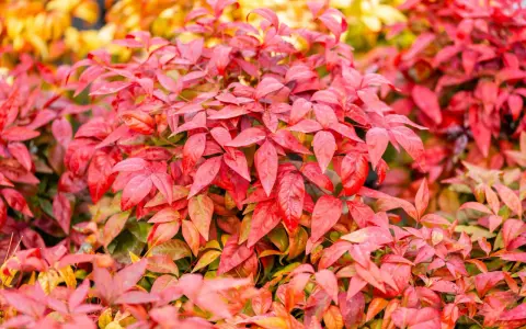 Feuillage d'un bambou sacré aux teintes rouges et orangées, évoquant la chaleur de l'automne.