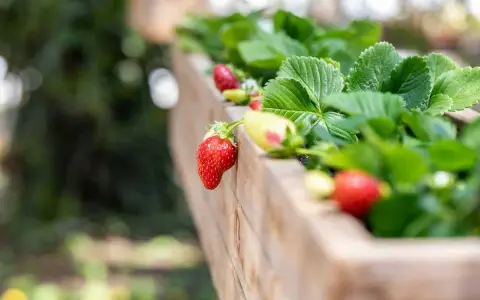 Fraises rouges et vertes mûrissant sur un fraisier remontant dans une jardinière en bois.