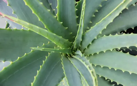 Widok z góry na soczyste, zielone liście aloesu, z charakterystycznymi ząbkami na brzegach. Tak wygląda aloes.
