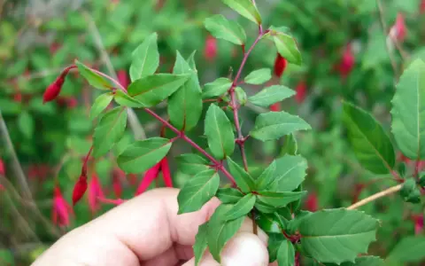 Une main tient une bouture de fuchsia aux feuilles vertes et aux fleurs rouges pendantes.