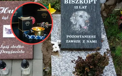 Ile kosztuje kremacja kota? Pełny przewodnik po cenach i procesie