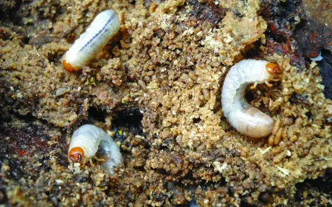Trois larves de hanneton, blanches et courbées, se nourrissent dans le compost.