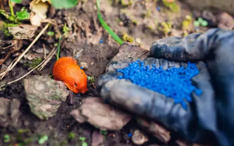 Ręka w rękawiczce rozsypuje niebieskie granulki na ślimaki. Obok leży pomarańczowy ślimak.