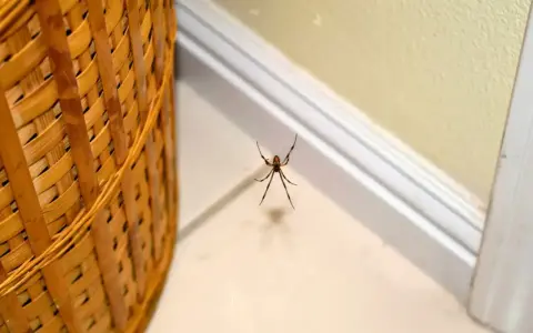 Araña negra colgando de una telaraña, un ejemplo de comunes tipos de arañas en casa.