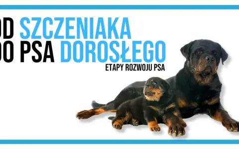Dorosły Rottweiler i szczeniak leżą obok siebie, symbolizując etapy rozwoju psa, od kiedy szczeniaki zaczynają chodzić do dorosłości.