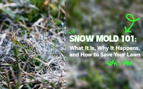 Close-up of grass showing white, web-like strands, indicative of snow mold disease. Text reads "SNOW MOLD 101: What It Is, Why It Happens, and How to Save Your Lawn.