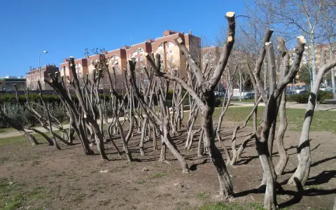 Des arbres taillés drastiquement, comme pour tailler un amandier trop haut. Leurs branches nues s'élèvent vers un ciel bleu clair, devant des immeubles.
