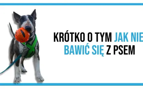 Bullterier z pomarańczową piłką w pysku. Napis: Krótko o tym jak nie bawić się z psem.