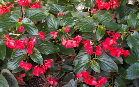Kwitnąca begonia dragon, z czerwonymi kwiatami i zielonymi liśćmi, gotowa do zimowania.