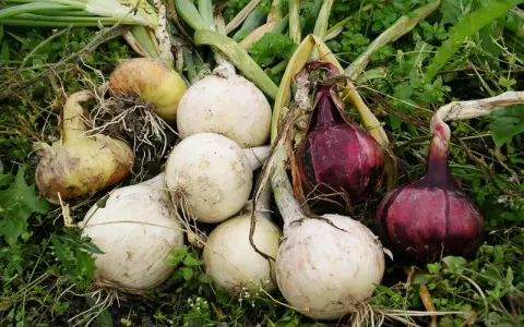 Nyskördade allium cepa, vita och röda lökar, ligger på grön mark med vissna blad och rötter.