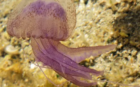 Medusa viola con tentacoli fluttuanti, mostrando come si muovono le meduse con un movimento ondulatorio.