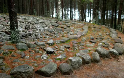 Kamienne kręgi w lesie, otoczone sosnowymi igłami i mchem. Stare kamienie tworzą tajemniczy krąg.