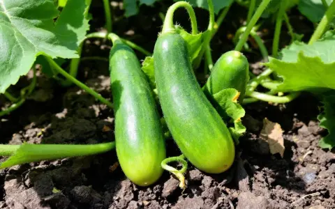 Trois concombres verts poussent sur un pied de concombre, entourés de feuilles luxuriantes et de terre sombre.