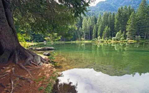 Radici imponenti di un albero si specchiano nel laghetto dei caprioli, circondato da una fitta foresta di conifere.