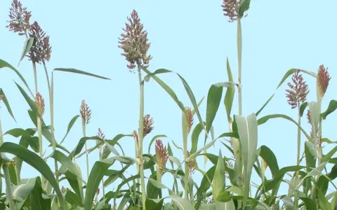 Wysokie łodygi sorgo na kiszonkę z zielonymi liśćmi i brązowymi wiechami na tle błękitnego nieba.