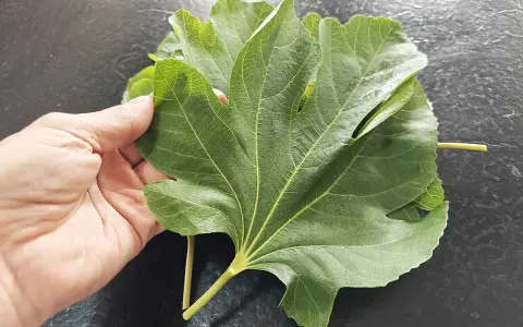 Une main tient une grande feuille de figuier verte, aux nervures marquées, sur un fond sombre.