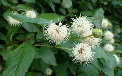 Fleurs blanches en forme d'étoiles sur un arbuste ombre persistant, avec des feuilles vertes luxuriantes.