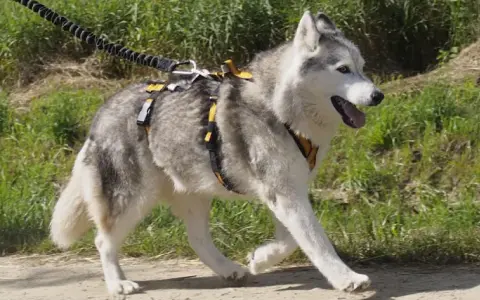 Jakie szelki dla husky zapewnią komfort i bezpieczeństwo podczas spacerów