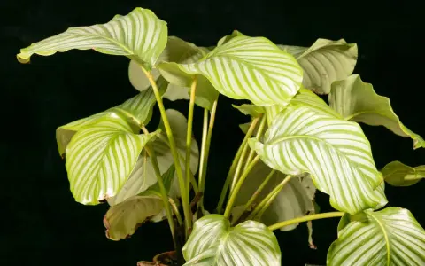 Calathea con hojas verdes y blancas, algunas con bordes amarillos, sobre fondo oscuro.