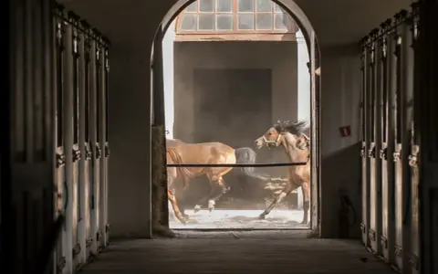 Podlasie: Stadniny koni, ceny, atrakcje. Znajdź idealne miejsce!