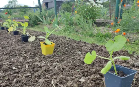 Jeunes plants de courgette prêts à être repiqués dans le potager. Le sol est préparé, les fleurs de coquelicot annoncent l'été.