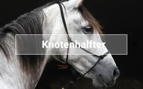 Ein graues Pferd trägt ein Knotenhalfter. Der Knoten ist deutlich sichtbar.