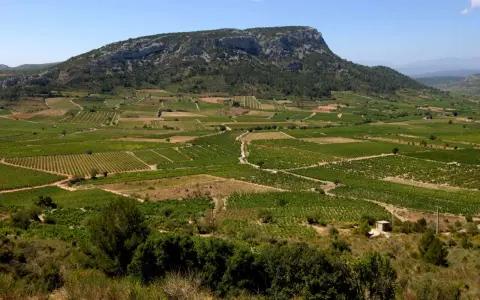 Vastes vignobles en terrasses au pied d'une montagne rocheuse sous un ciel bleu.
