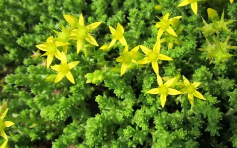 En matta av gröna blad med små, gula blommor. En gul fetknopp lyser upp i det gröna.