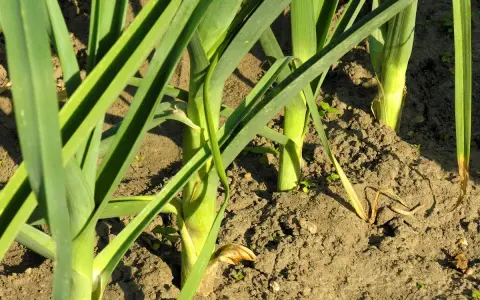 Des poireaux plantés à bonne distance dans la terre, leurs longues feuilles vertes se dressent fièrement.