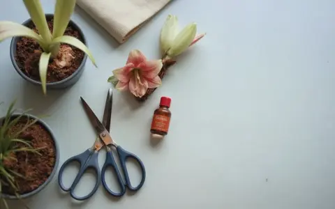 Förberedelser för att spara amaryllis: en blomma, en knopp, en kruka med växt, en liten flaska och en sax ligger på en ljus yta.