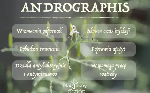 Brodziuszka wiechowata: wzmacnia odporność, skraca infekcje, działa antybakteryjnie i antywirusowo. Wspomaga trawienie i pracę wątroby.