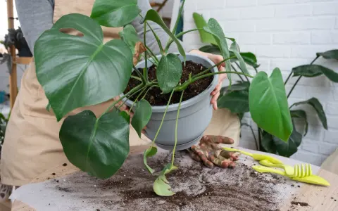 Monstera w nowej doniczce. Przesadzanie monstery po zakupie to ważny krok dla jej zdrowia.
