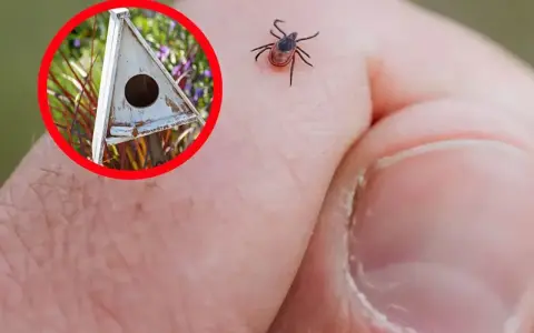 Ptak w budce lęgowej może pomóc w walce z kleszczami. Kleszcz na dłoni.