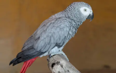 Un elegante uccello cenerino, con piume grigie e una coda rossa vivace, posa su un ramo.