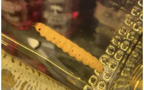 Ein gelber, segmentierter Wurm, der an einen **tequila wurm** erinnert, liegt in einer goldenen Flüssigkeit neben einer strukturierten Oberfläche.