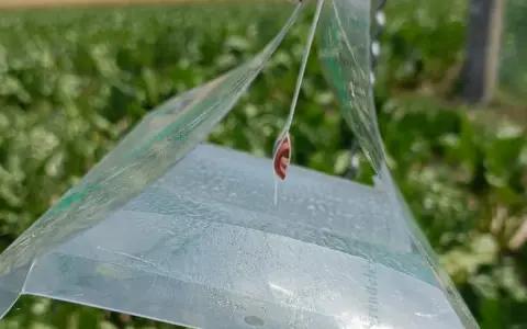 Pułapka na skośnika buraczaka w polu buraków. Mały owad wisi na nitce.