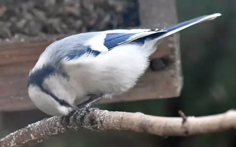Sikorka lazurowa z niebieskimi piórami na skrzydłach pochyla się nad gałęzią, szukając pożywienia.
