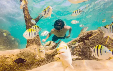 Nurek w masce pływa wśród ławicy ryb podczas zanzibar snorkeling. Podwodny świat pełen kolorów.