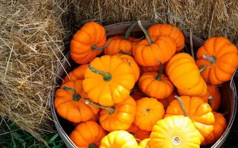Un panier débordant de petites courges Jack-o'-lantern, aux couleurs vives, posé sur de la paille.