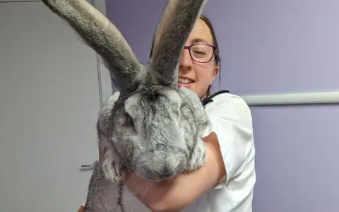 Una donna sorride tenendo in braccio un coniglio gigante, le sue lunghe orecchie grigie dominano l'inquadratura.