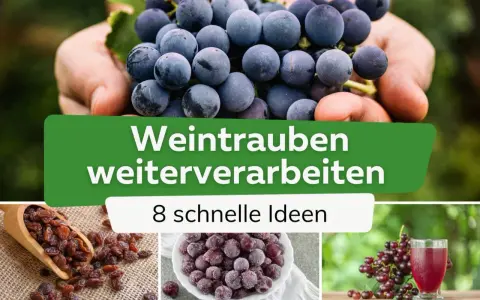 Frische Trauben in Händen, Rosinen, gefrorene Beeren und Traubensaft – Ideen, wie Sie Weintrauben weiterverarbeiten können.