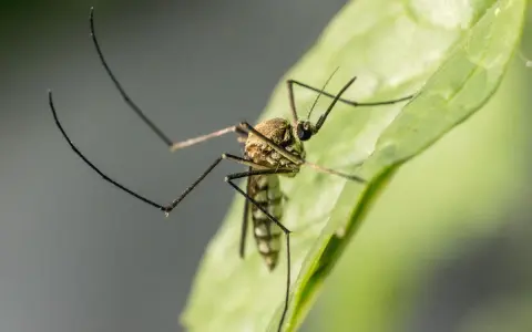 Un mosquito en una hoja verde. Aprende cómo evitar mosquitos en el jardín para disfrutar del aire libre sin picaduras.