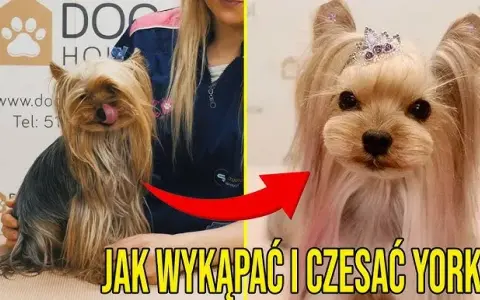 Jak kąpać yorka szczeniaka: najważniejsze wskazówki i triki